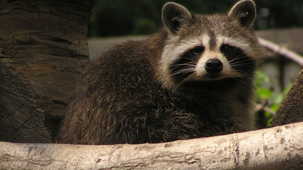 V ostravské zoo se usídlili invazivní mývalové. Likvidují škeble a ohrožují zvířata